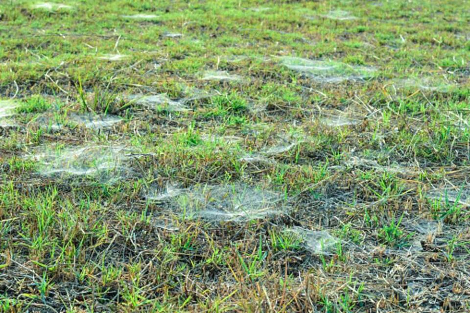 Would You Stay If Your Lawn Looked Like This?