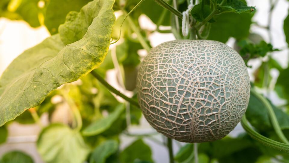Tomato Feed’s Secret Superpowers