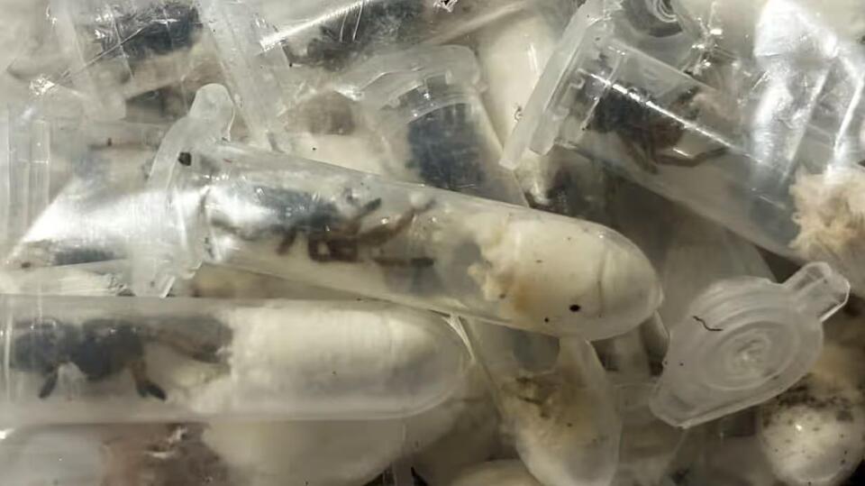 1,500 Tarantulas Found in Cake Boxes?!