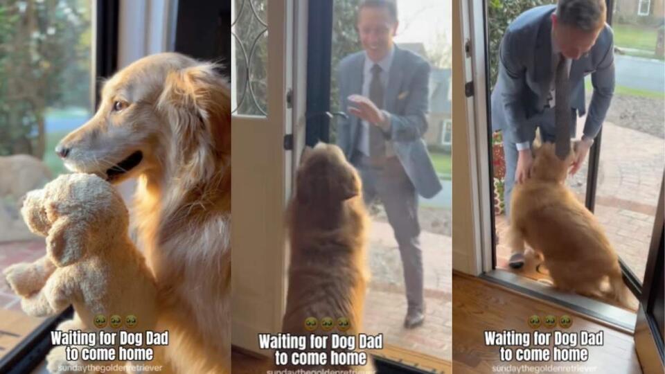 Golden’s Happy Dance for Dad