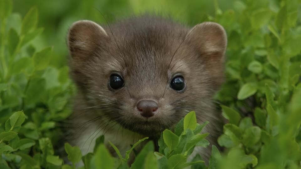 Pine Marten Babies Are Back After 100 Years!