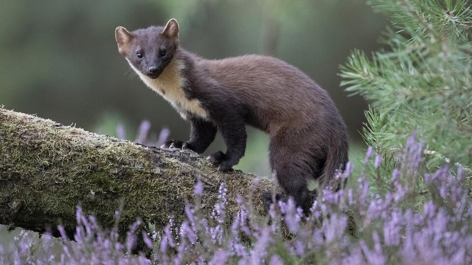 Pine Marten Babies Are Back After 100 Years!