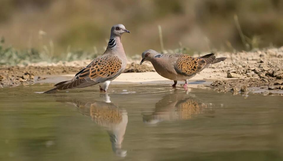 Turtle Doves Are Making a Comeback!