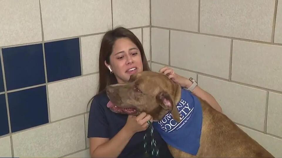 Houston Steps Up for Flooded Pets