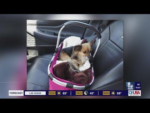 Dog Left Tied Up in Vegas Heat—Outrage!