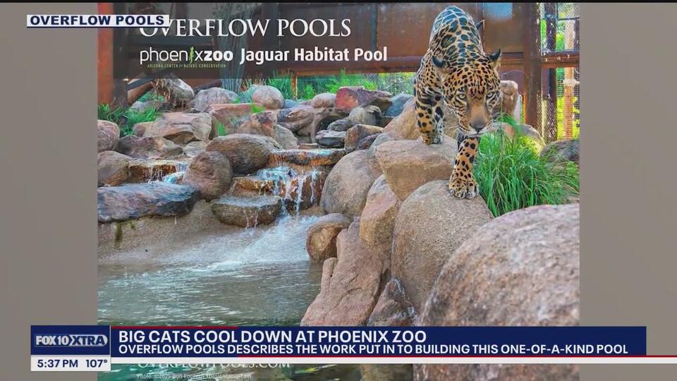 Big Cats Get Their Own Luxury Pools!
