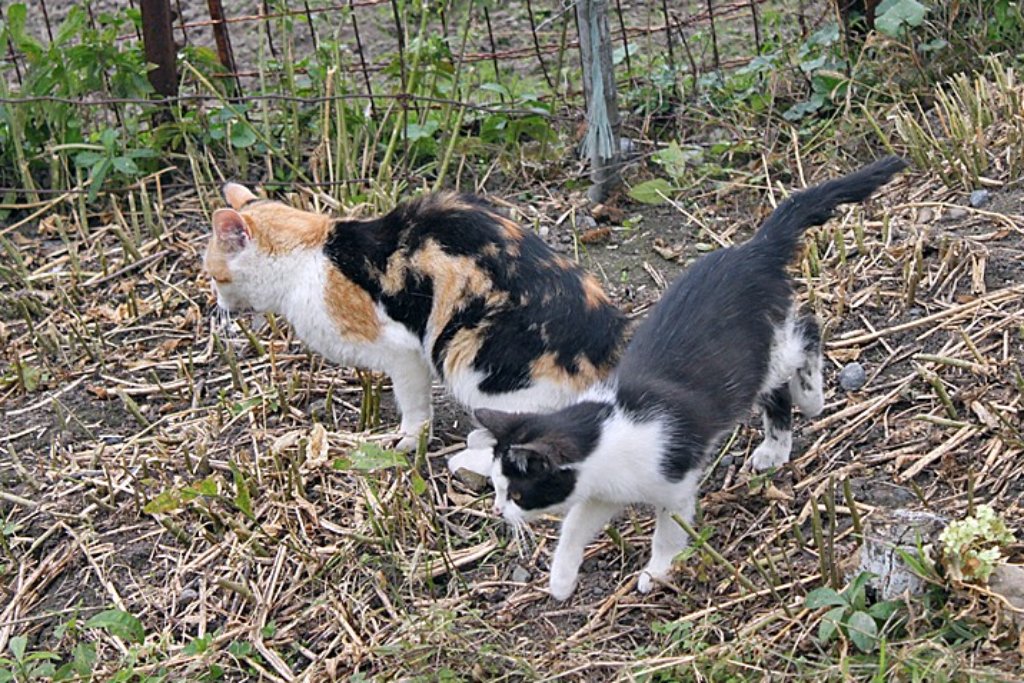 Why do cats suddenly get nervous?
