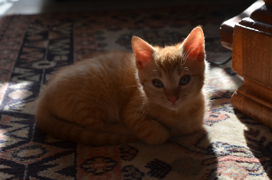 On the first day the dog arrived, the cat's fur exploded