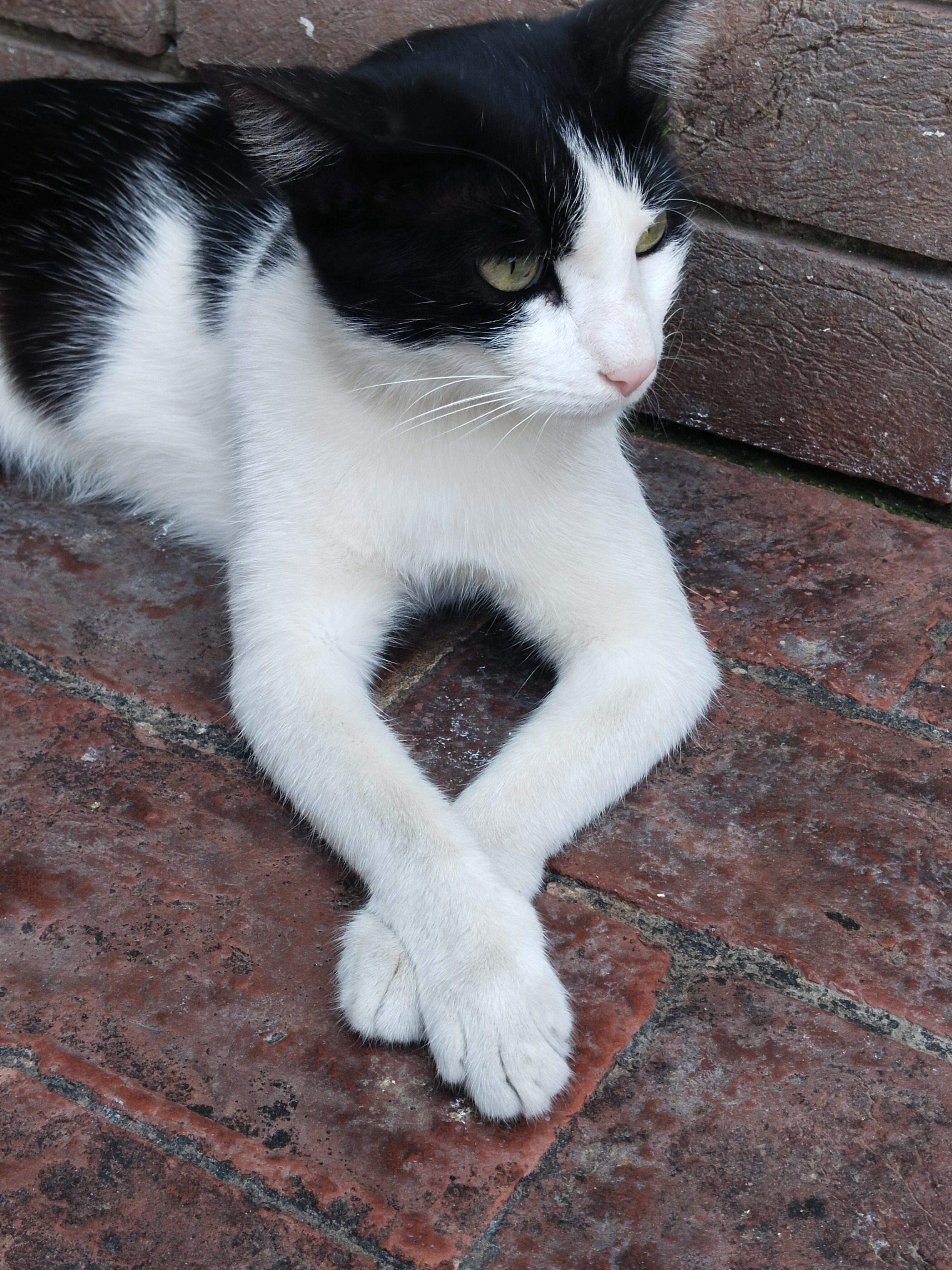 Meet the Cat Who Runs My Campus