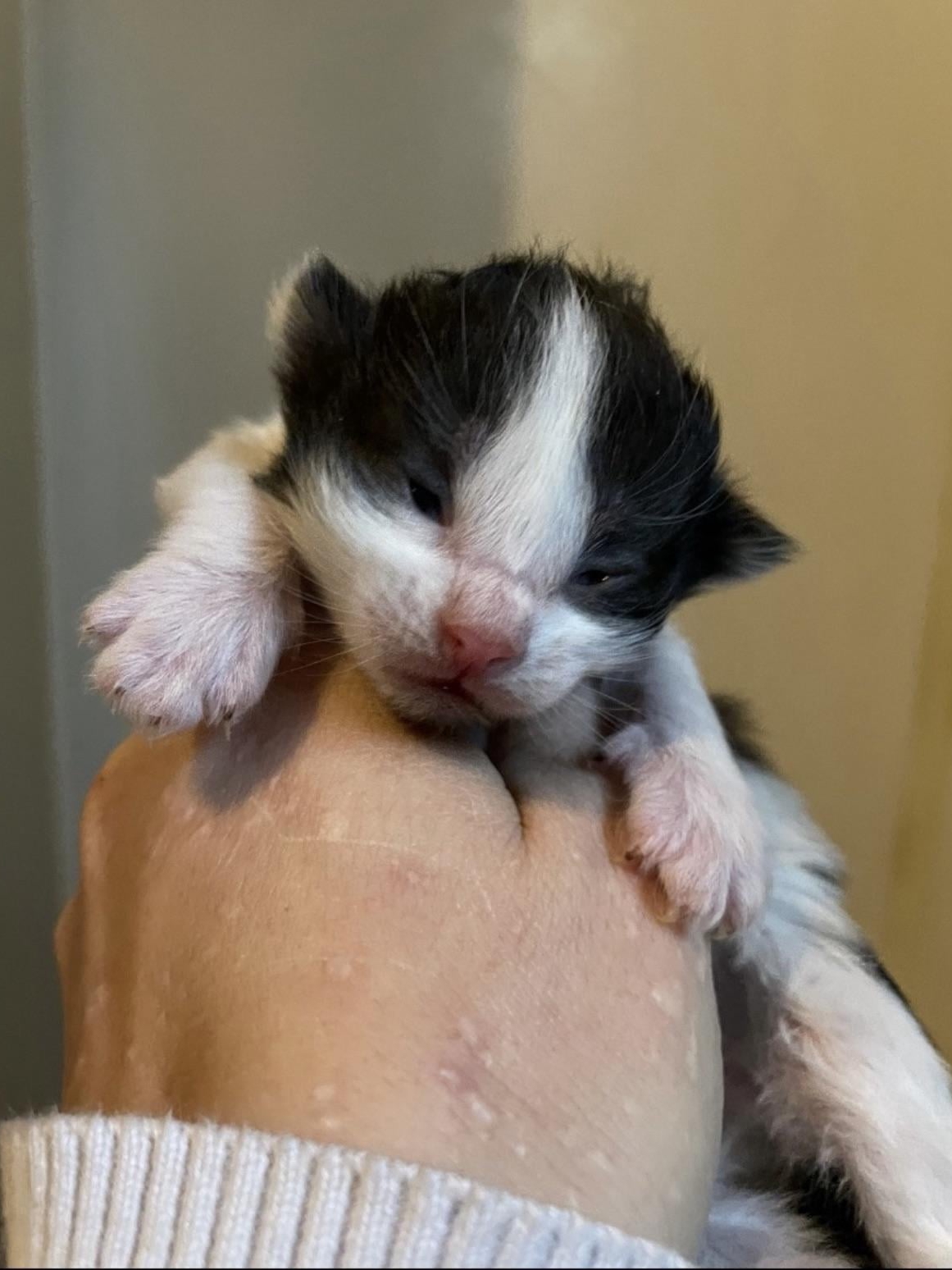 Tiny kitten destroyed my life (worth it)