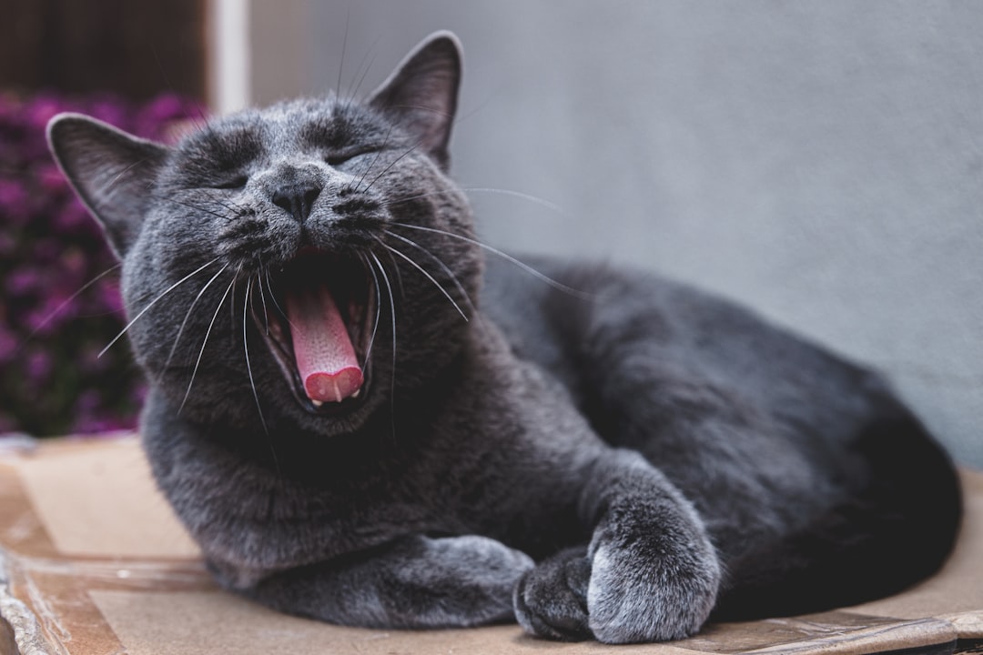 Why Am I So Sleepy Every Afternoon? Need Help! 🤯