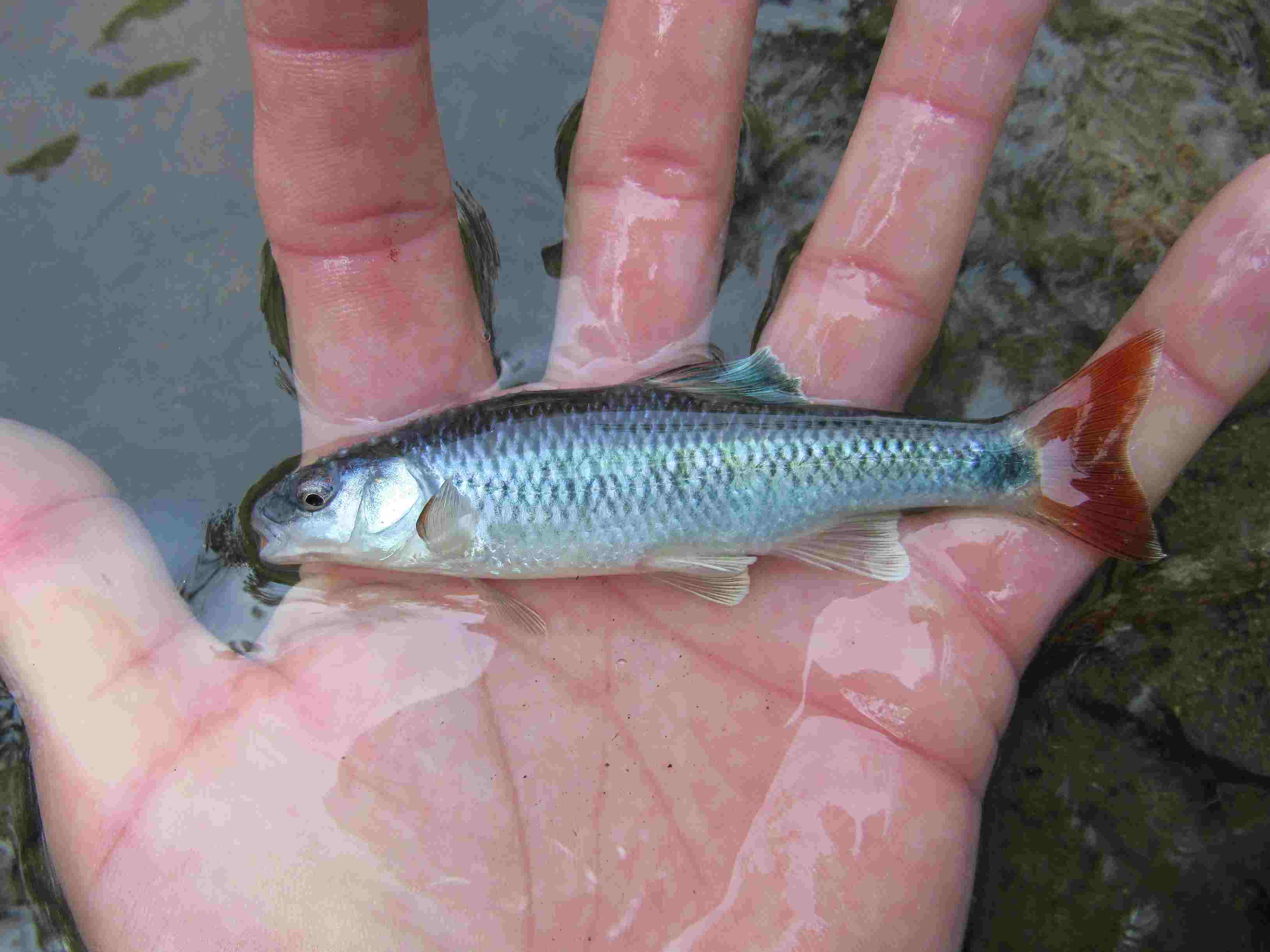 do fish actually warn each other about us?