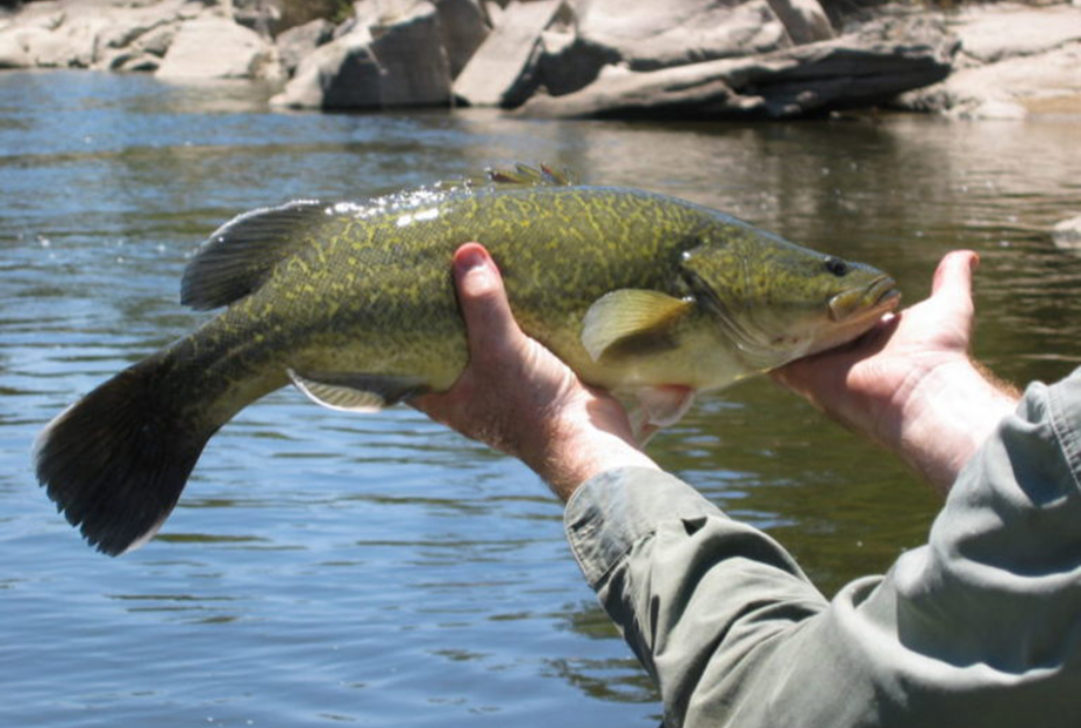 Are carp actually smarter than bass?