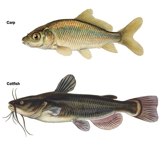 Are carp actually smarter than bass?