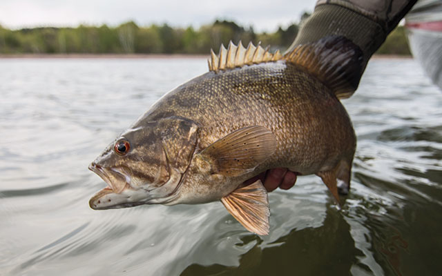 why I stopped targeting spawning bass