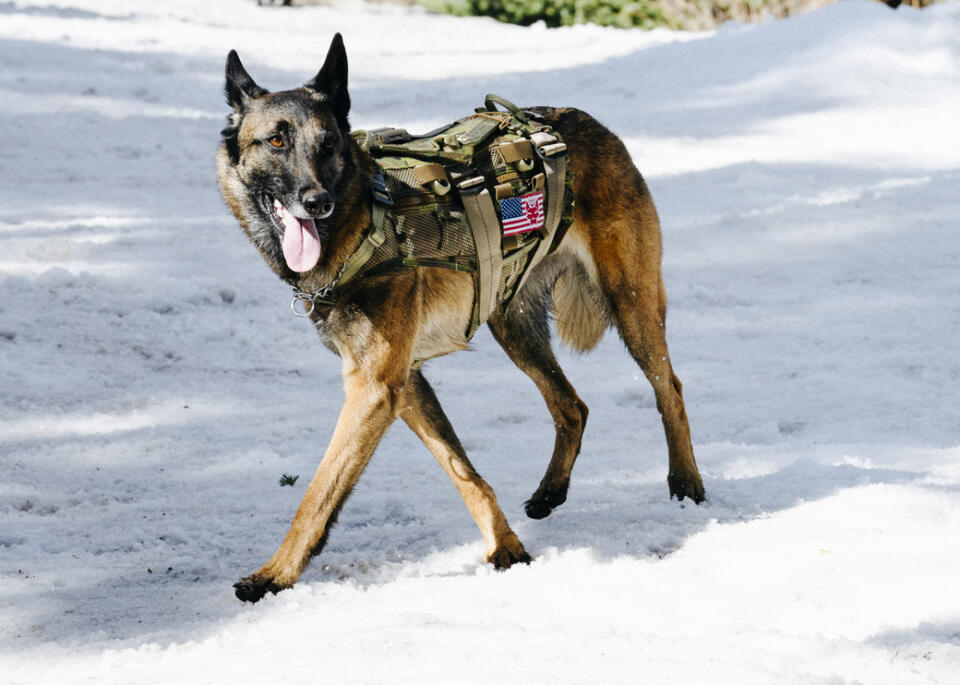 Dita’s Passing Sparks SEAL Team Fan Debate 🐾