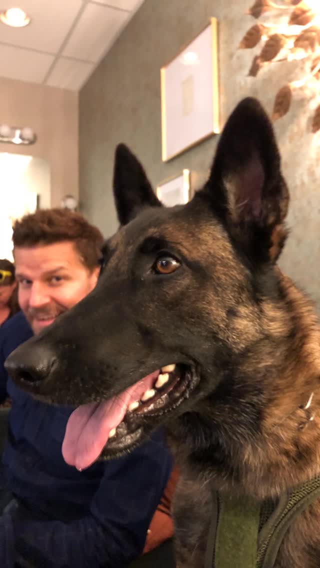 Dita’s Passing Sparks SEAL Team Fan Debate 🐾