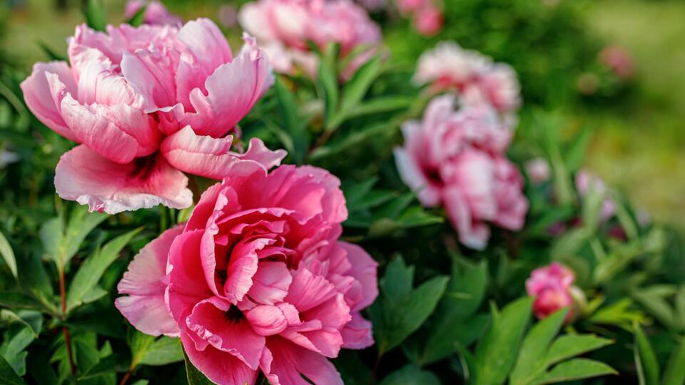Peony Blooms That Last? Yes, Please!