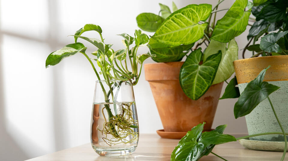Grow a Stunning Plant With Just Water!