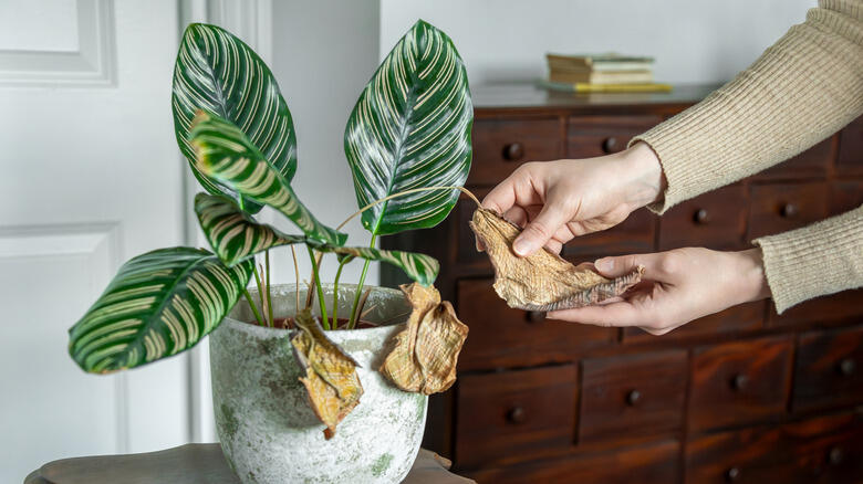 Grow a Stunning Plant With Just Water!