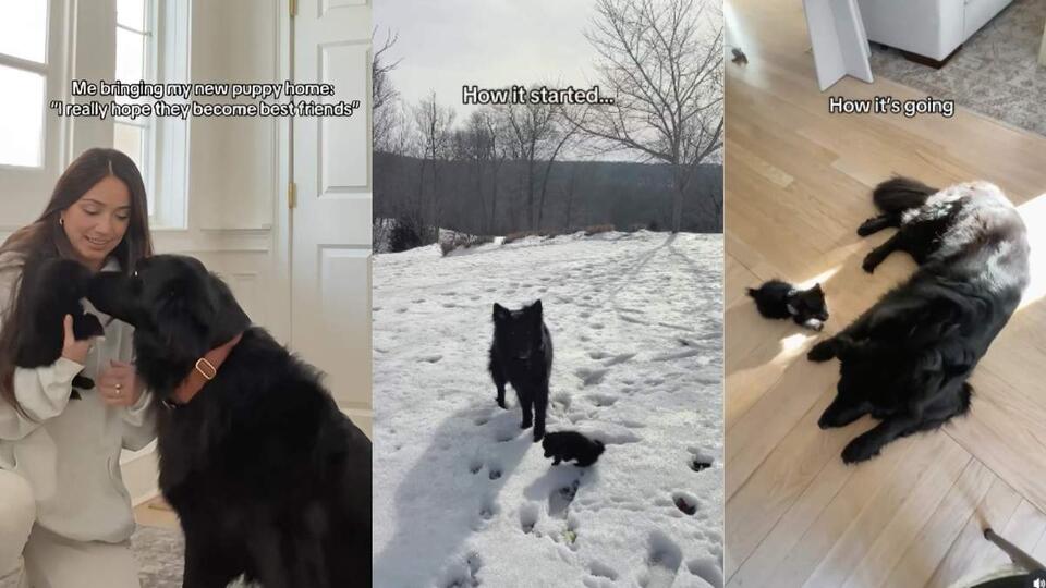 German Shepherd’s Heartwarming New BFF