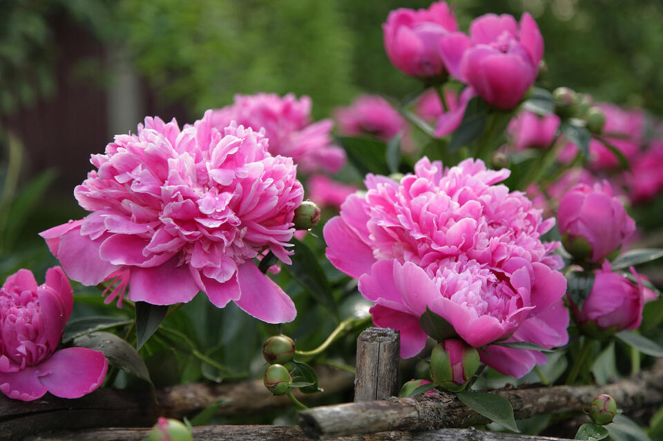 Peony Blooms That Last? Yes, Please!