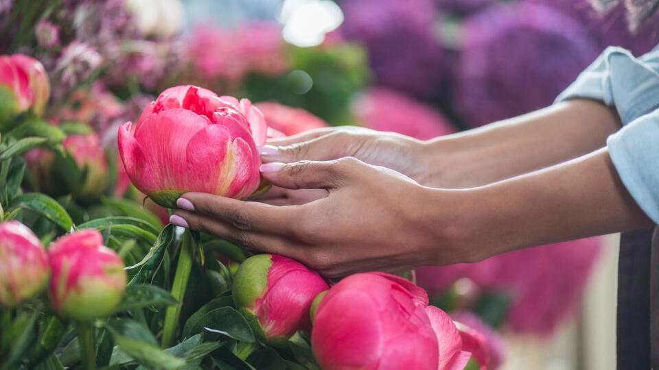 Peony Blooms That Last? Yes, Please!