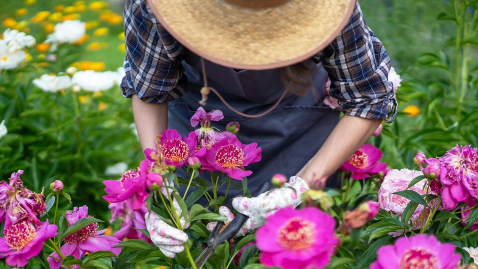 Peony Blooms That Last? Yes, Please!
