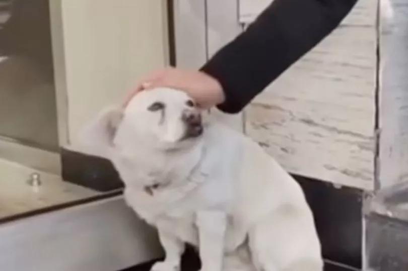 This Dog Waited 6 Days for His Human
