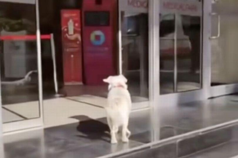 This Dog Waited 6 Days for His Human