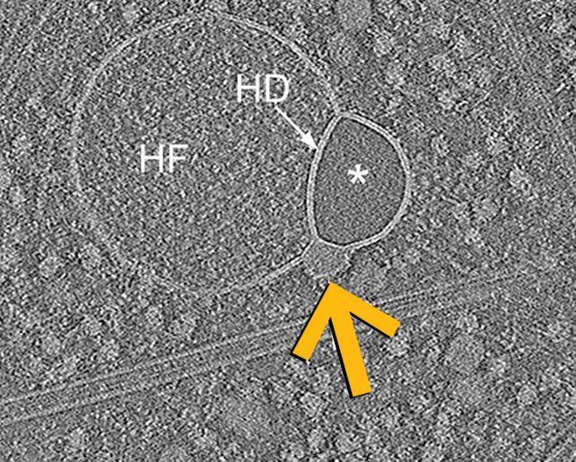 Scientists Just Found a Hidden Cell Part!