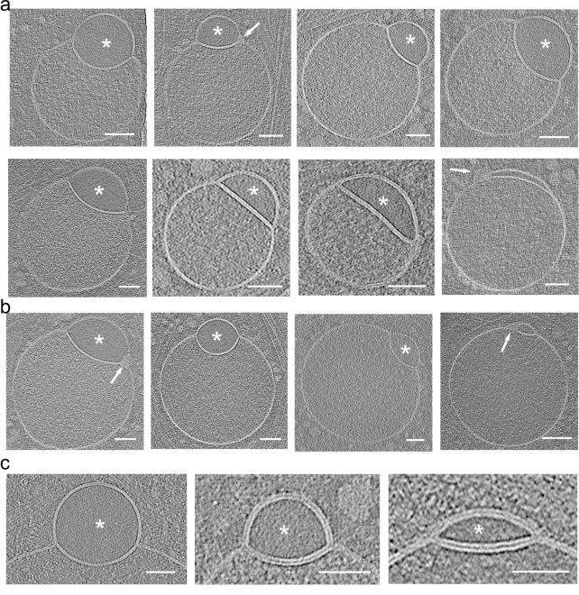 Scientists Just Found a Hidden Cell Part!
