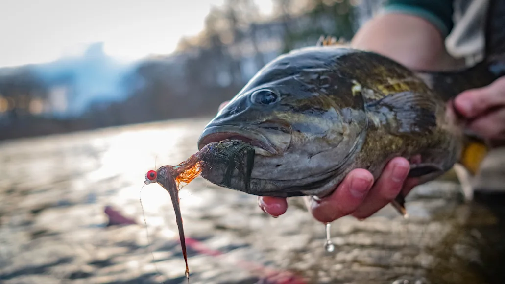 100+ smallmouth in 8 hours from a tiny creek