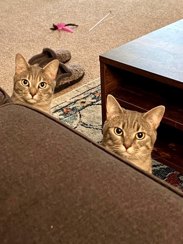 My cats are supermodels with zero manners