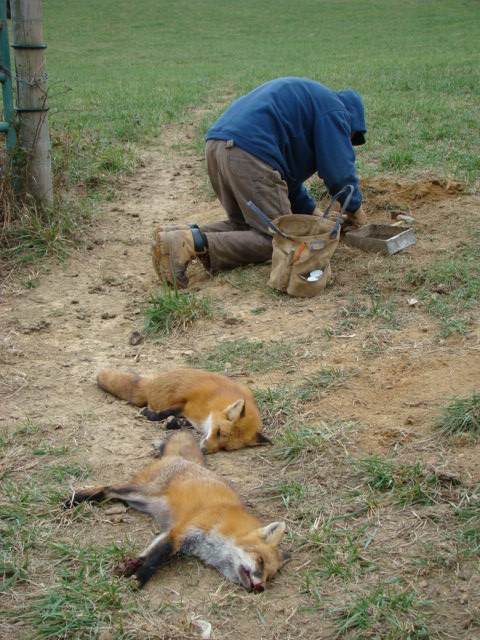 old trapper taught me this coyote secret