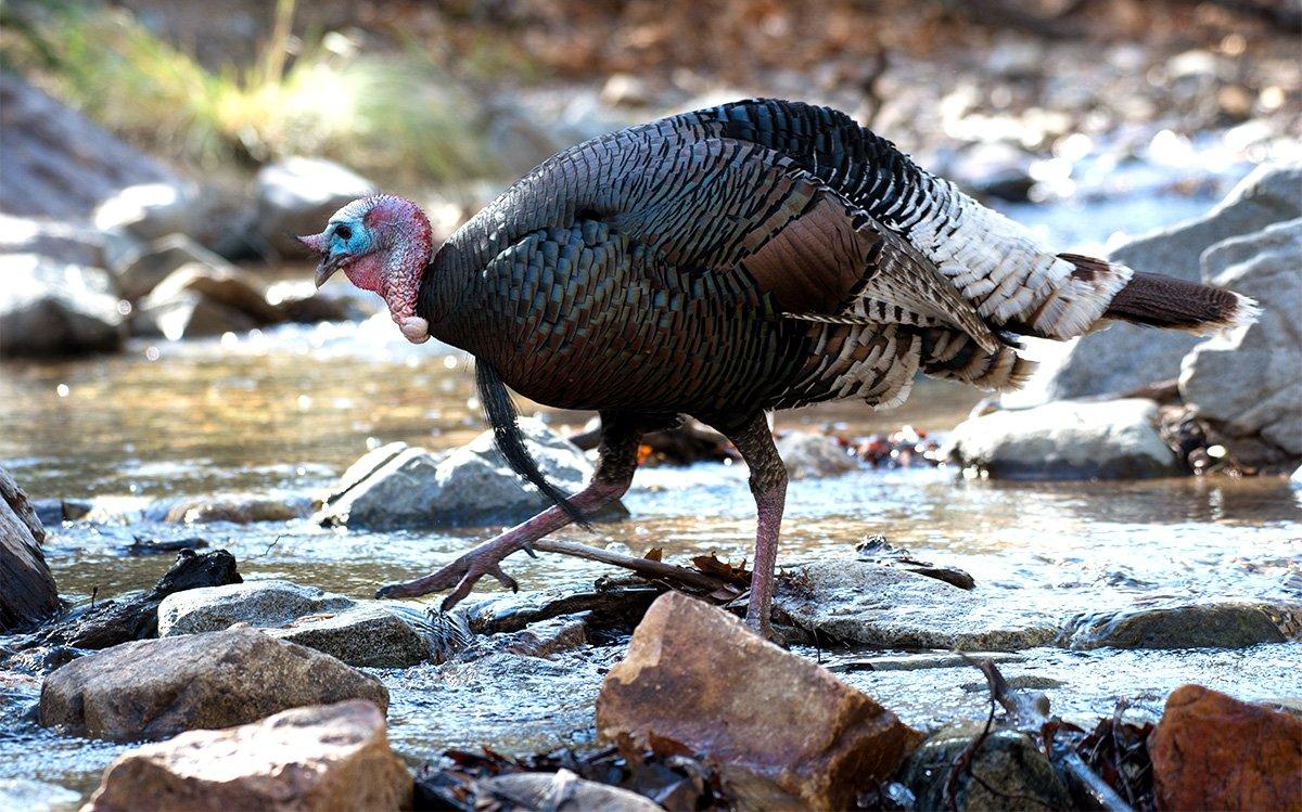 this spot produces turkeys 90% of the time