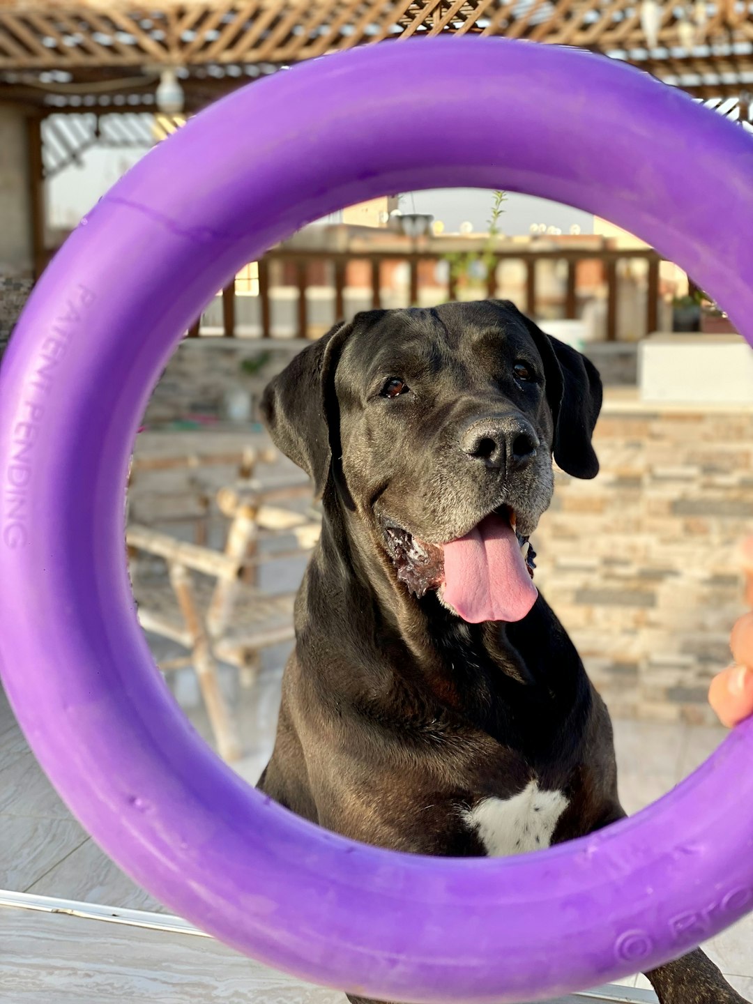 Dog Parents, Let's Be Honest for a Sec