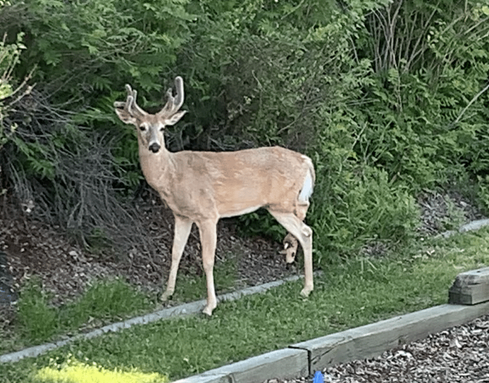 why hunters lose deer they should have found