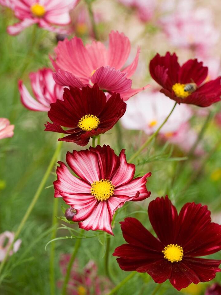This One Trick Triples Your Cosmos Blooms
