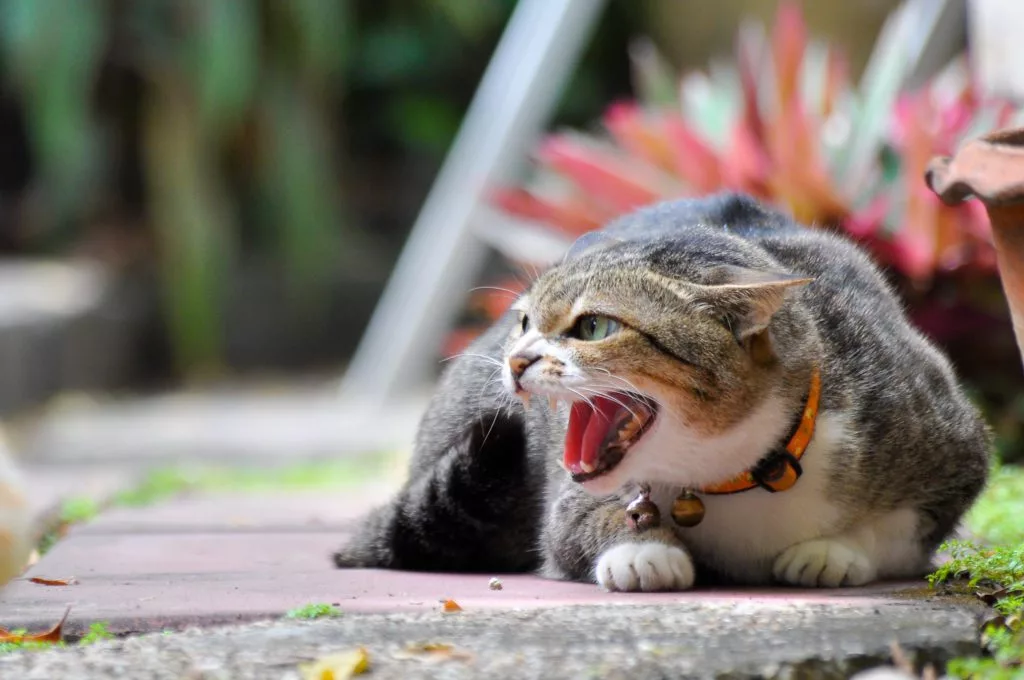 Why Does My Cat Act Like I’m a Stranger?