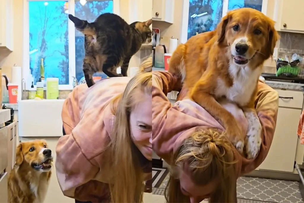 My Dog’s Existential Crisis Over a Cat