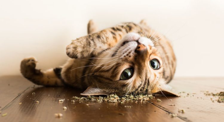 My human gave me drugs and I loved it