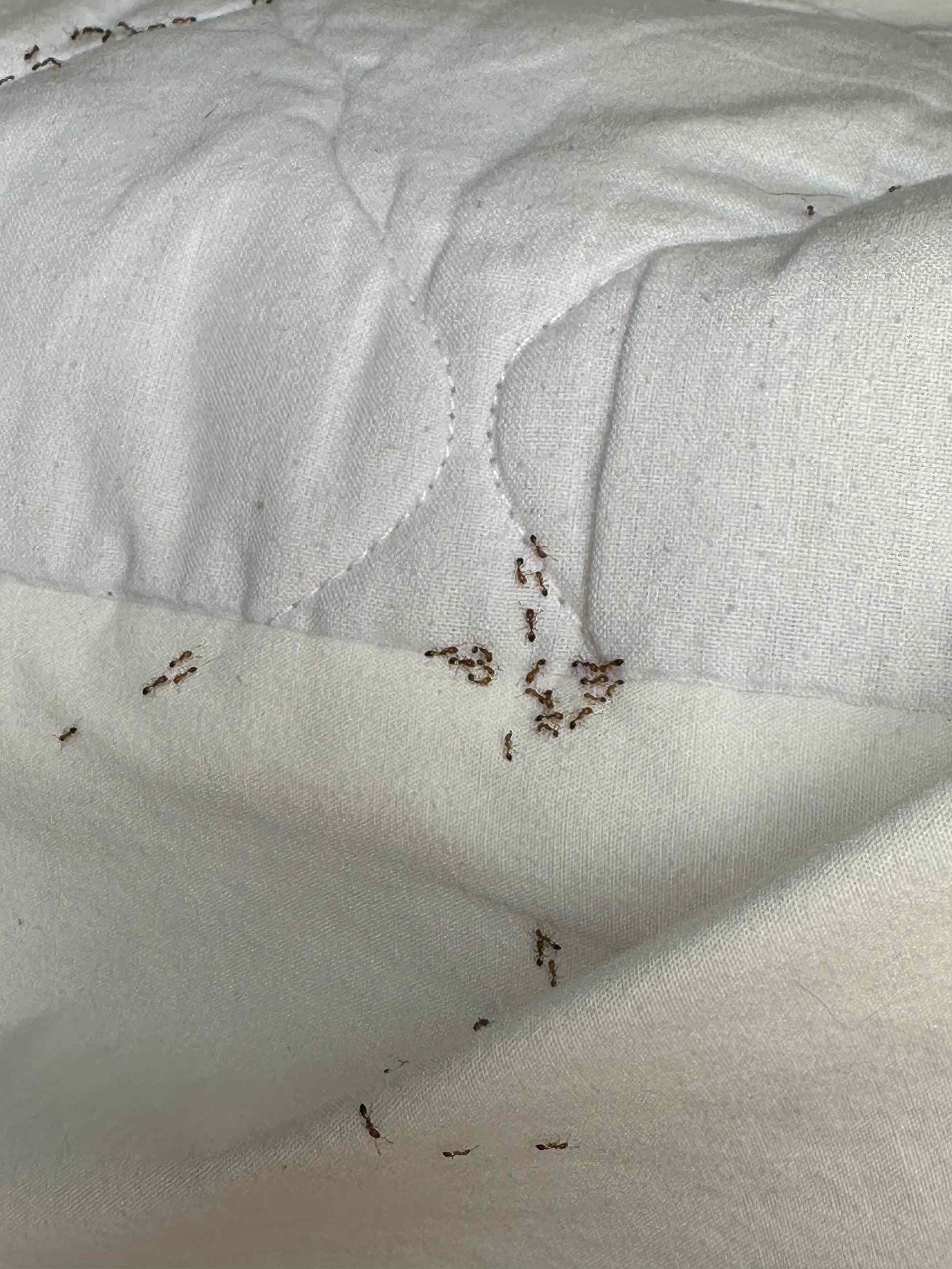 Ants in my bed I'm literally done