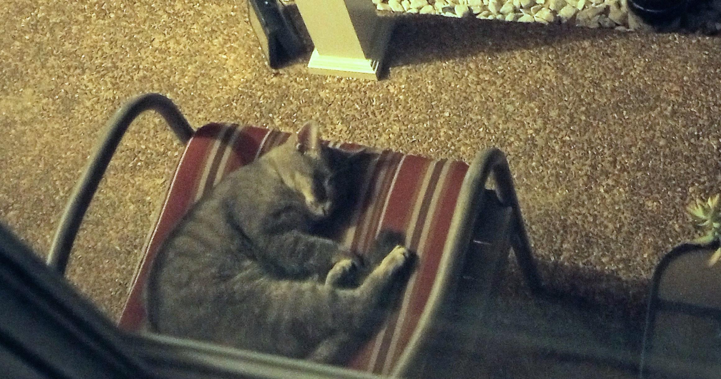 Help, a Cat Adopted Me—Now What?
