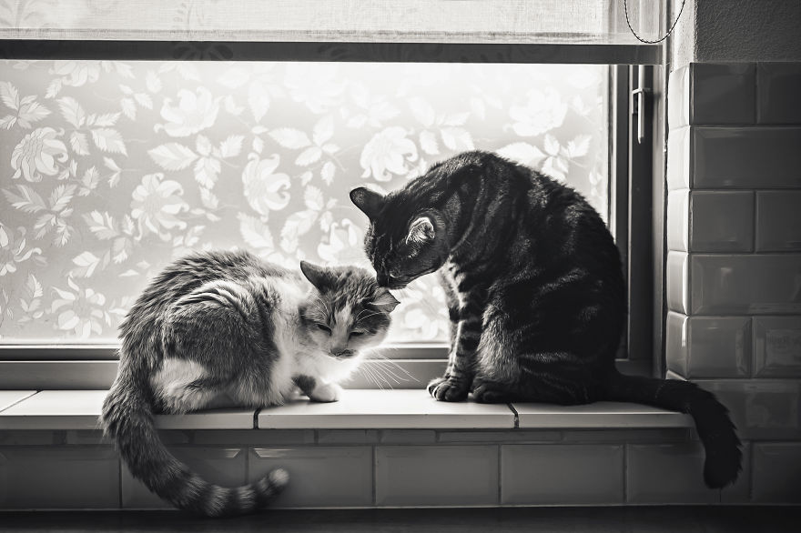 Two cats, one brain cell, perfect balance