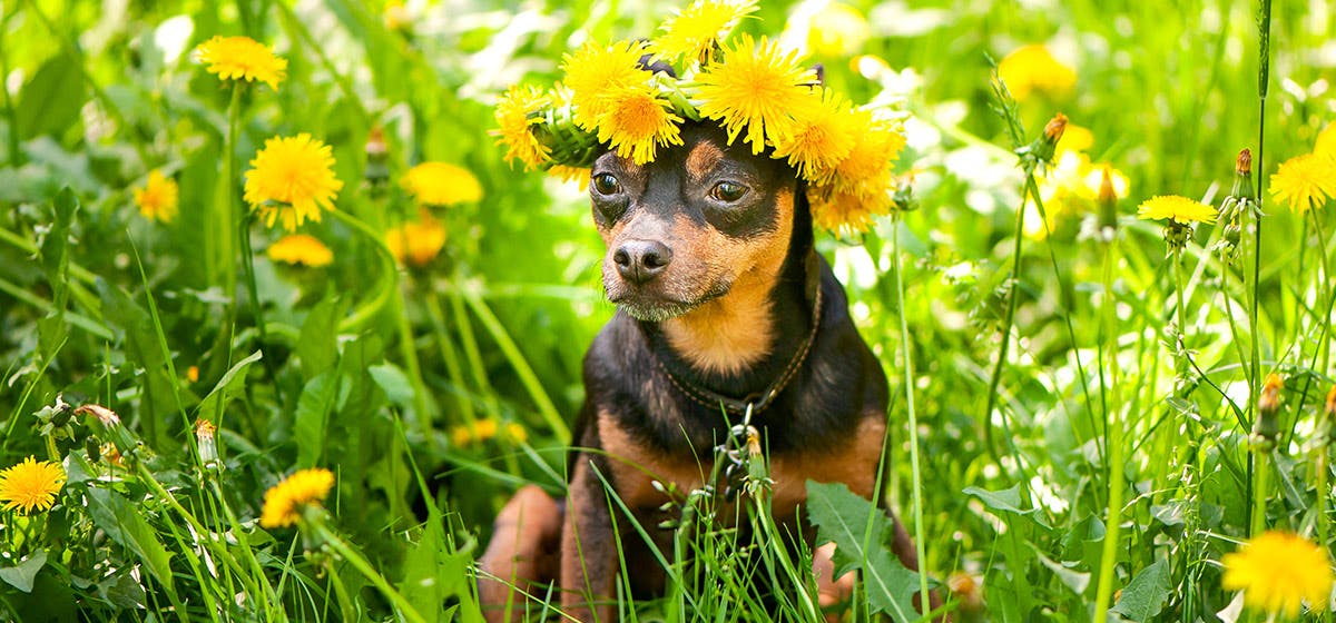 My Dog Thinks He’s a Gardener