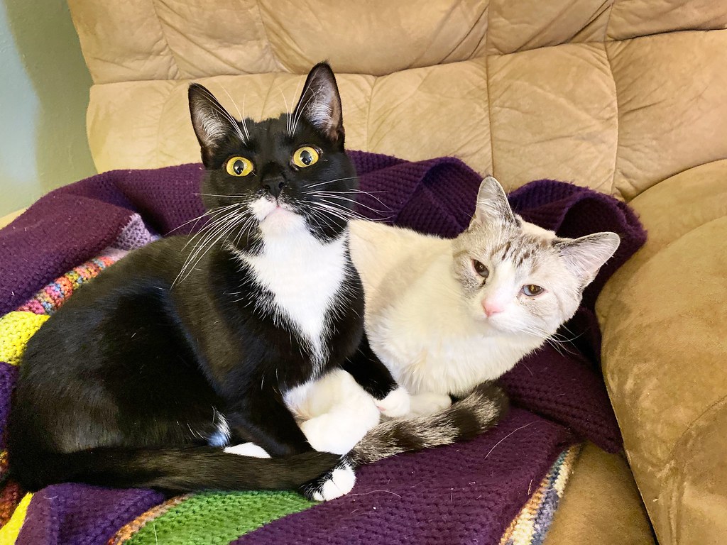 Accidentally Became a Two-Cat Household