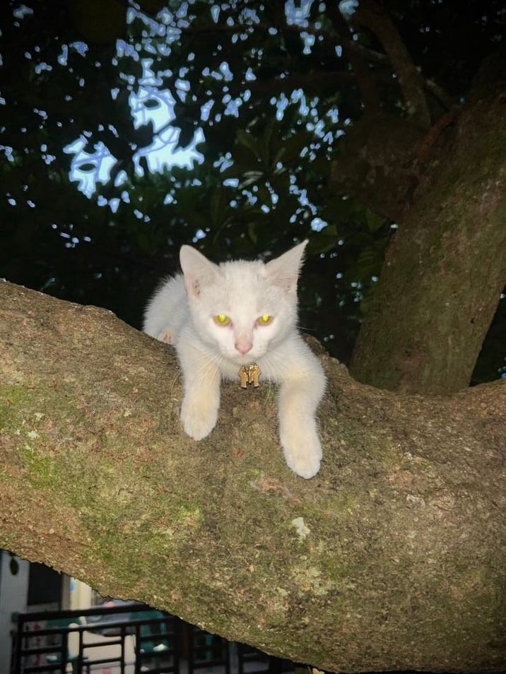 My Cat Thinks He's a Spider (Send Help)