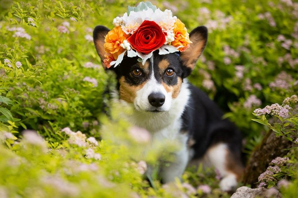 My Dog Demands a Portrait Session