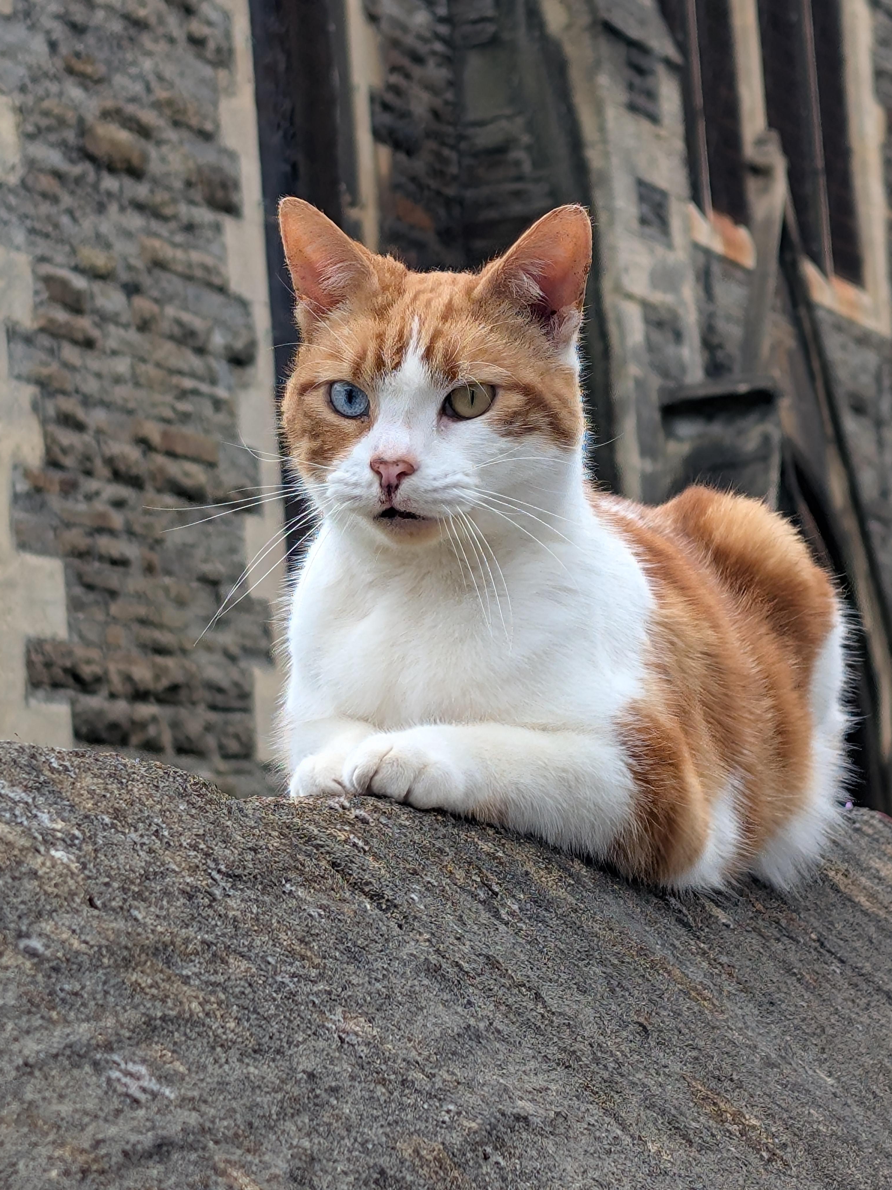 Met a Furry Wall Supervisor on My Walk